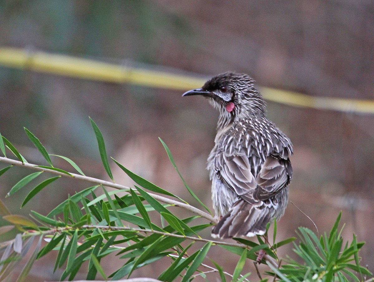 Red Wattlebird - Ricardo Santamaria