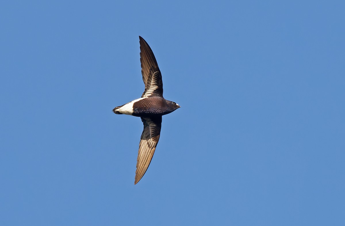 Purple Needletail - ML615288022