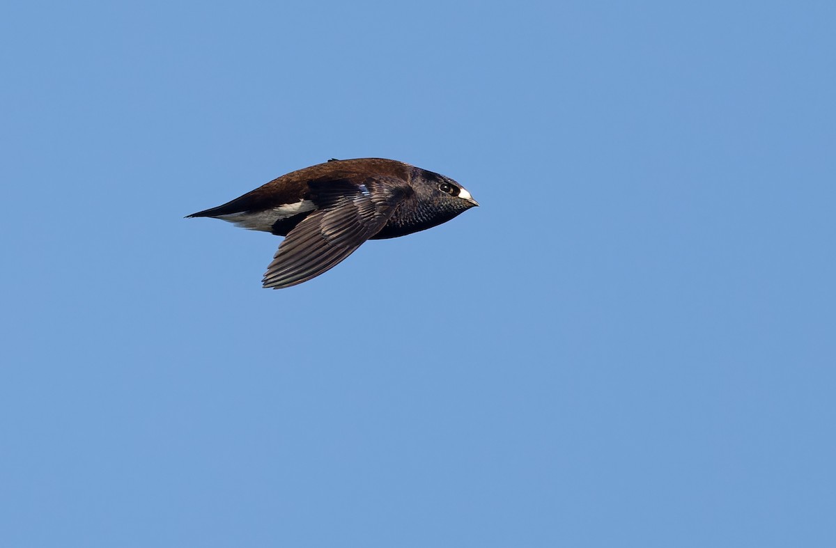 Purple Needletail - ML615288026