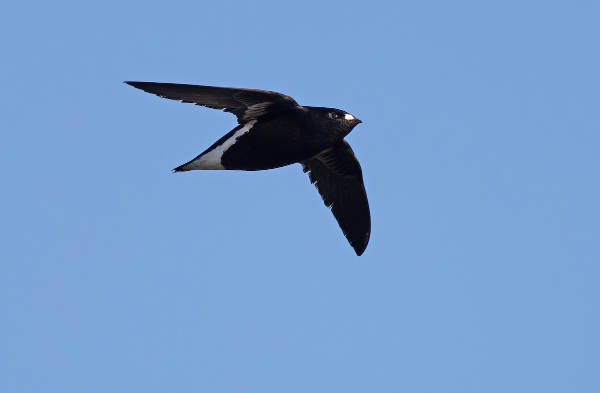 Purple Needletail - ML615288028