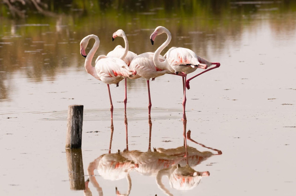 Greater Flamingo - Elia Vaglini