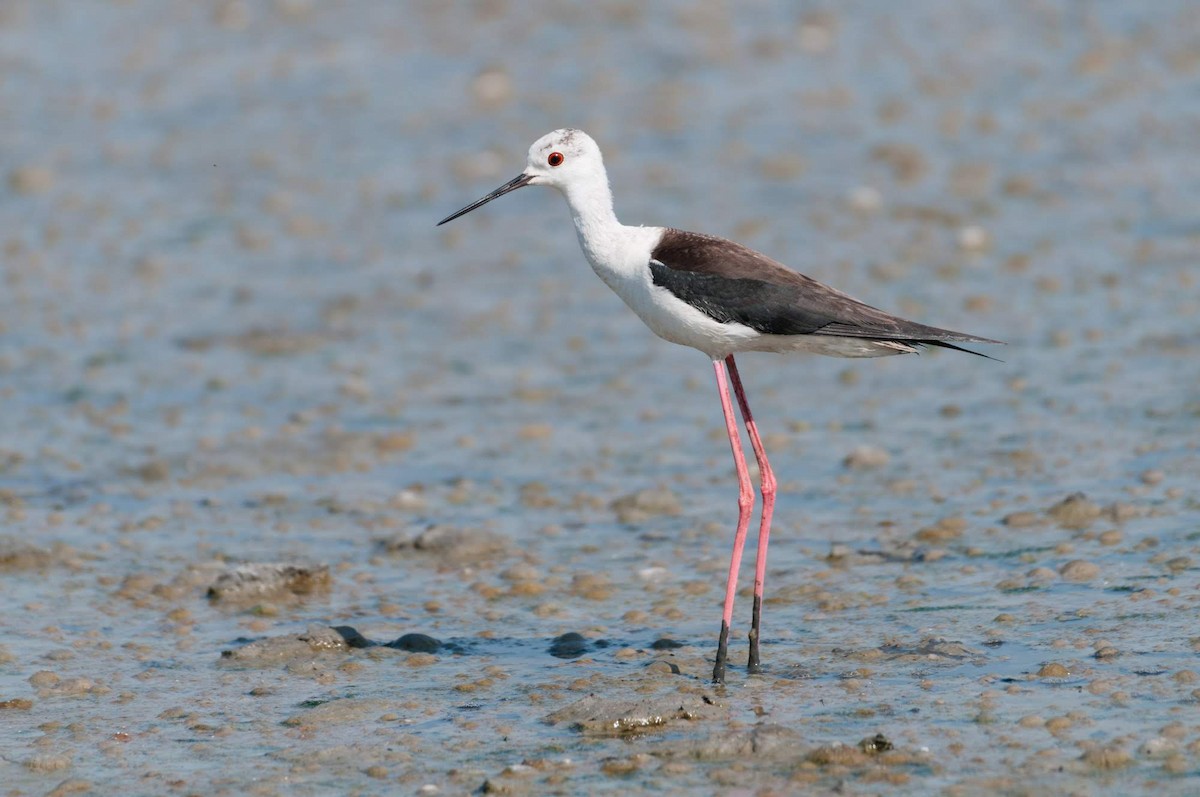 Black-winged Stilt - Elia Vaglini