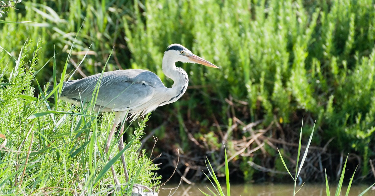 Gray Heron - Elia Vaglini