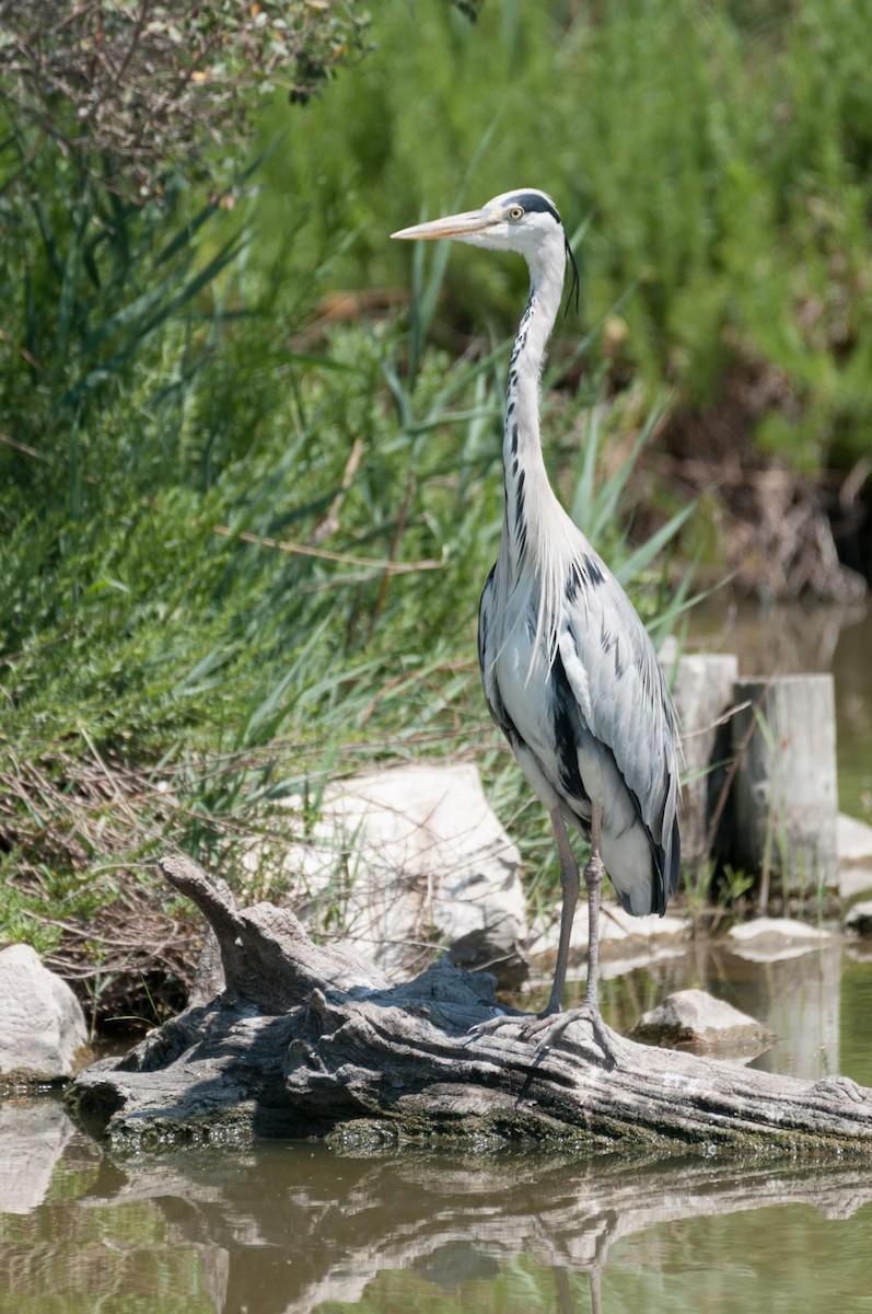 Gray Heron - Elia Vaglini