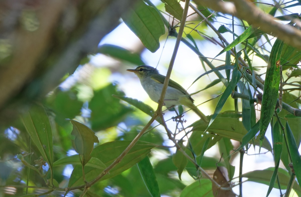 Lemon-throated Leaf Warbler - ML615288065