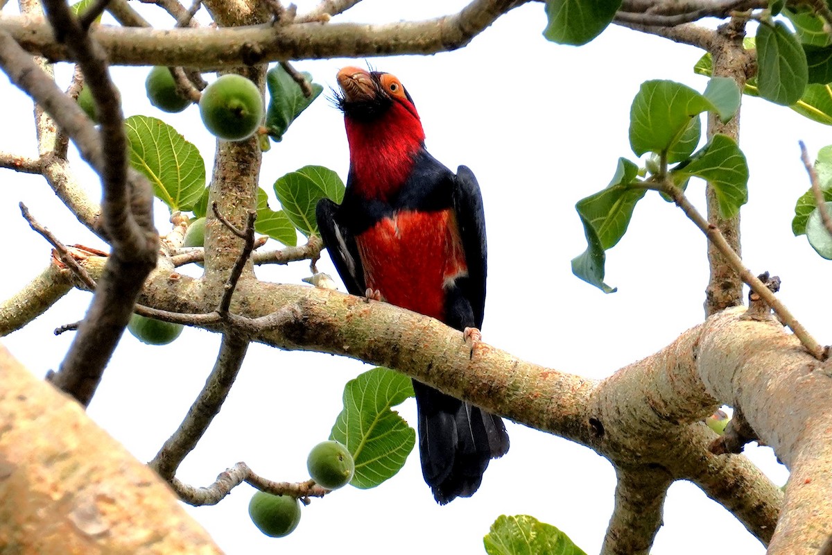 Furchenschnabel-Bartvogel - ML615288080