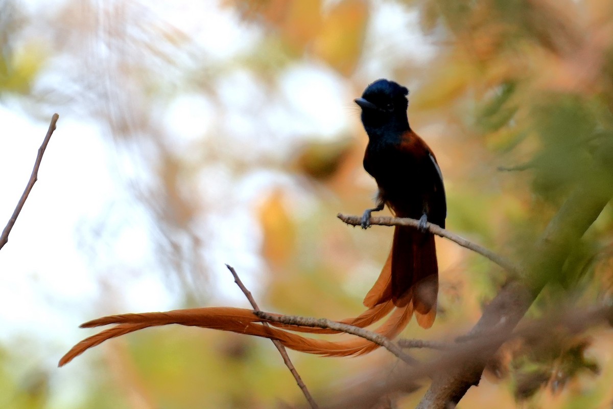 Black-headed Paradise-Flycatcher - ML615288085