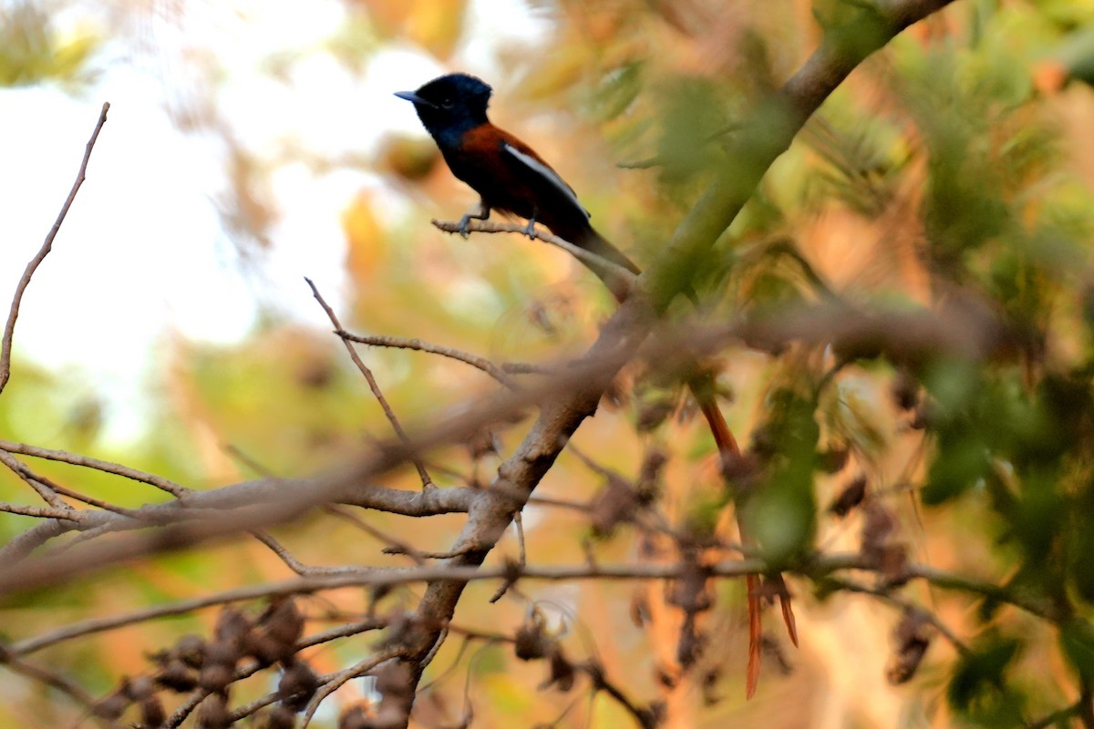 Black-headed Paradise-Flycatcher - ML615288086