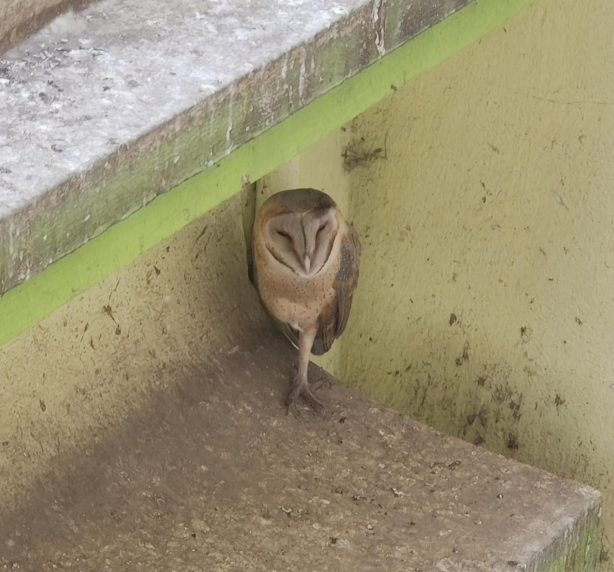Barn Owl - Chaiti Banerjee