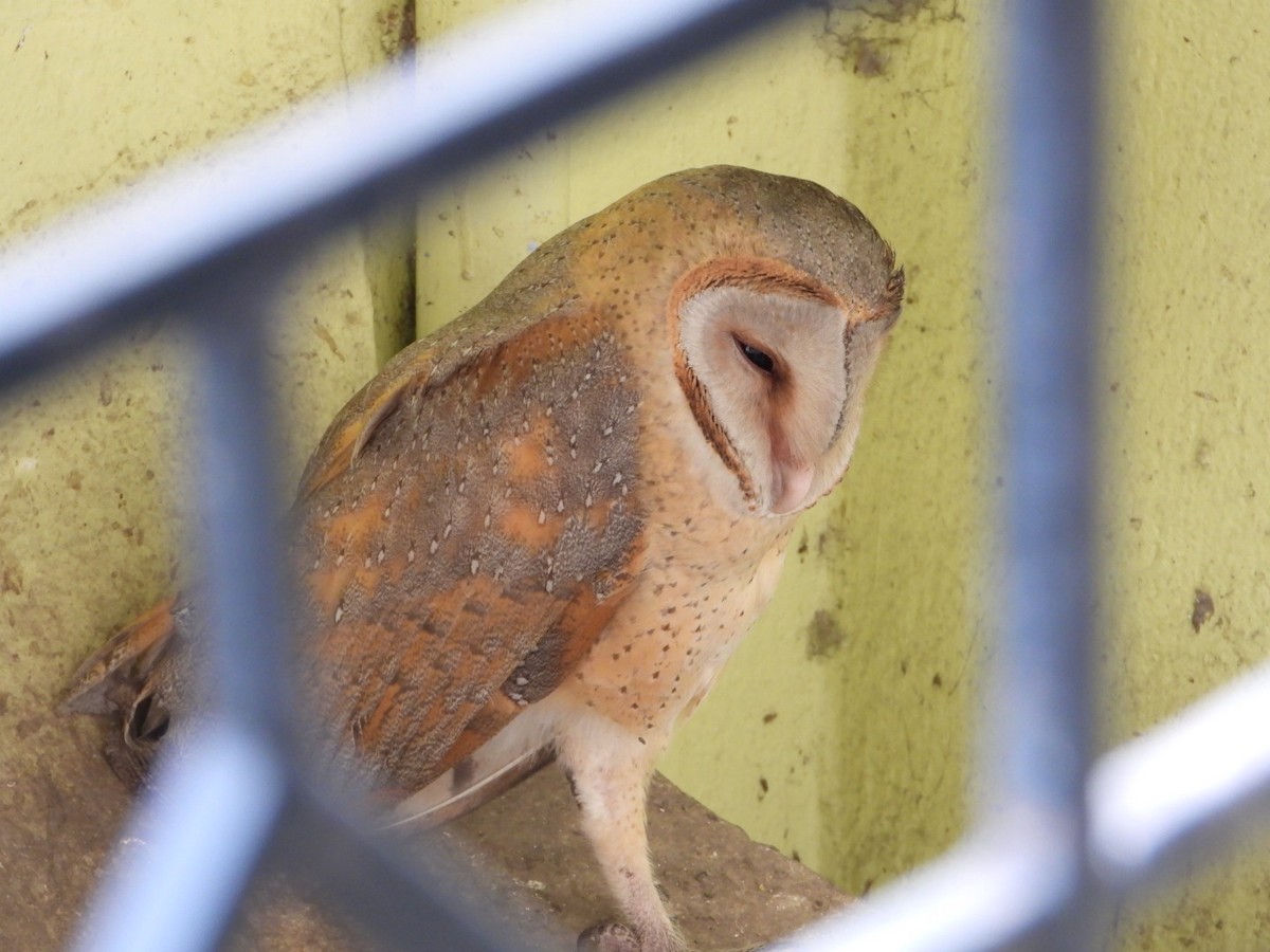 Barn Owl - Chaiti Banerjee