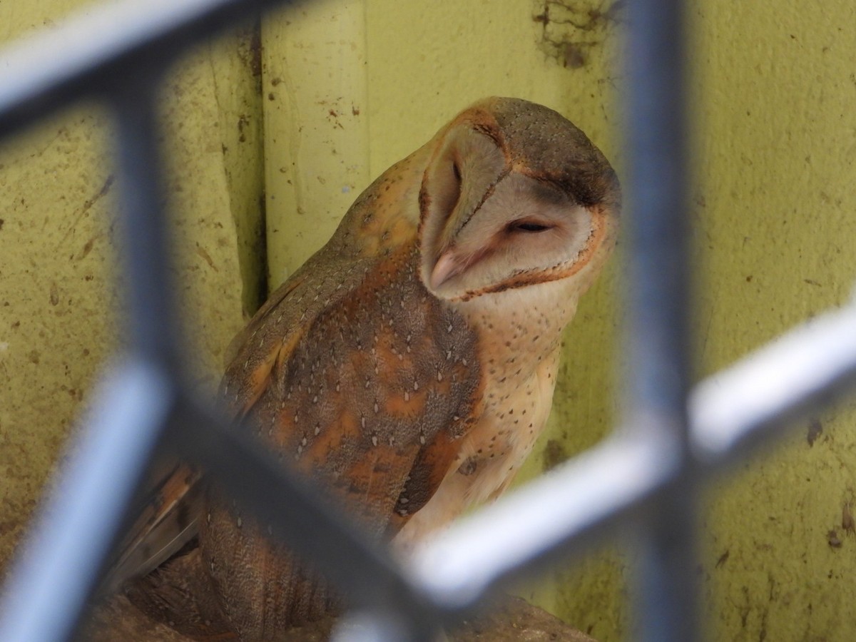 Barn Owl - Chaiti Banerjee