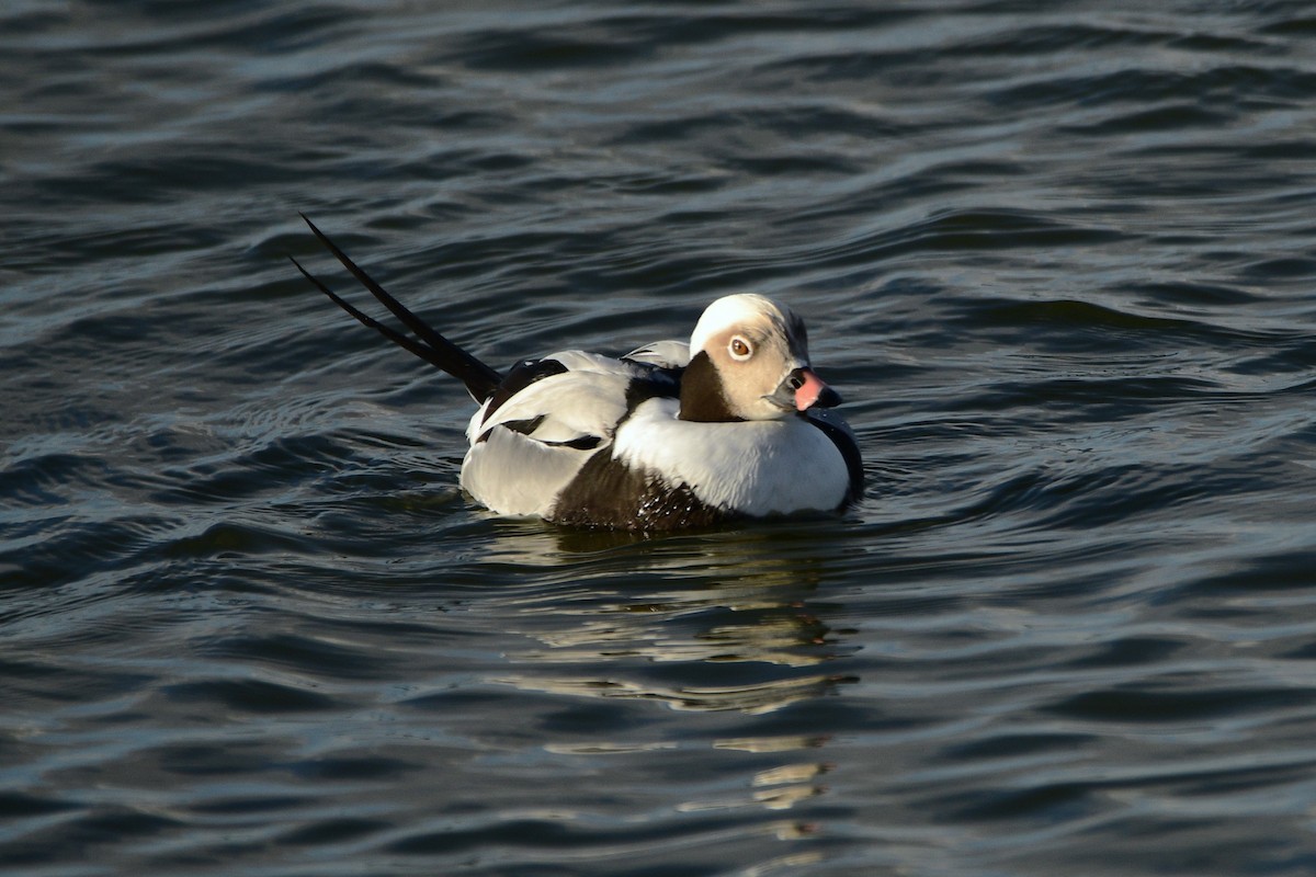 Long-tailed Duck - ML615288143