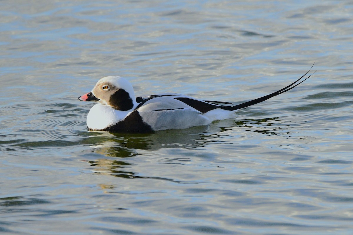 Long-tailed Duck - ML615288144