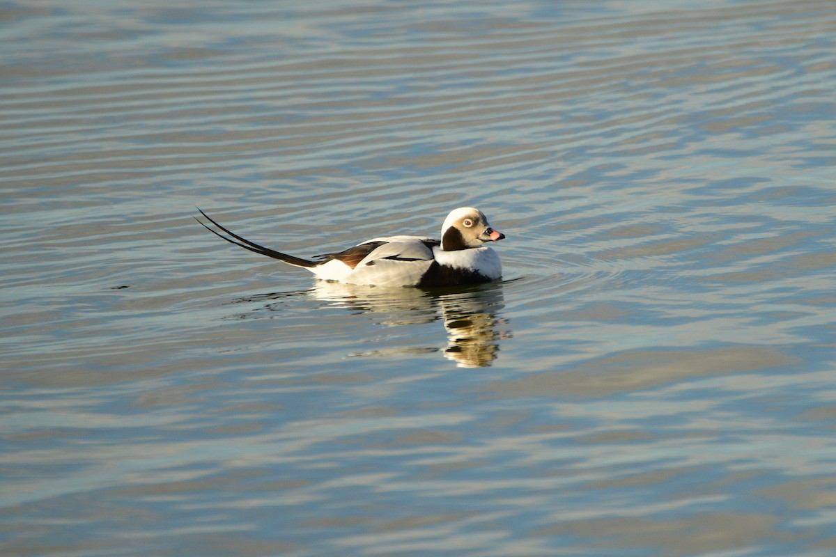 Long-tailed Duck - ML615288145