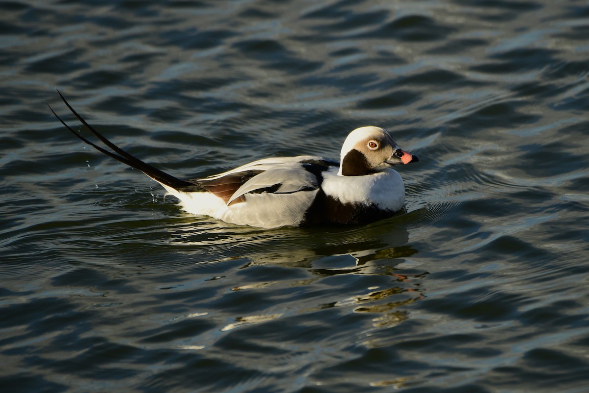 Long-tailed Duck - ML615288149