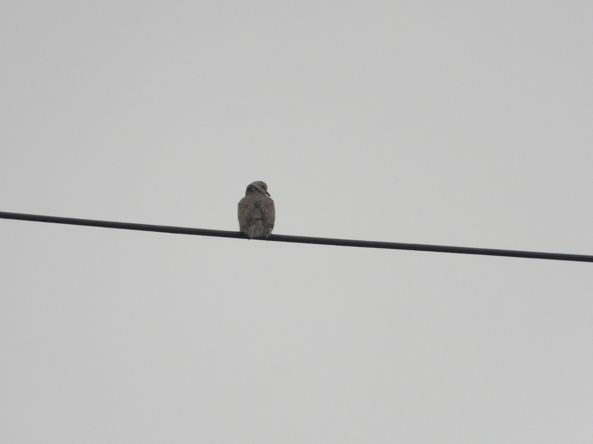 Spotted Dove - ML615288155