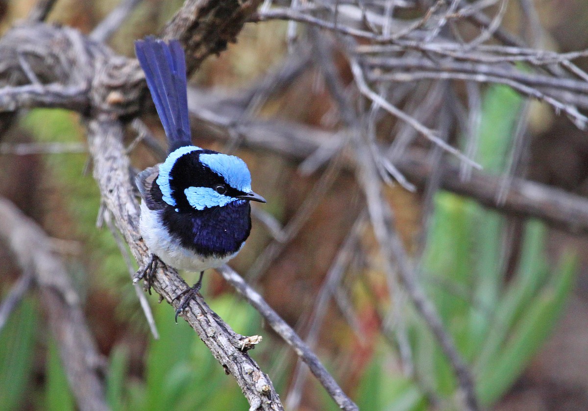 Superb Fairywren - ML615288159