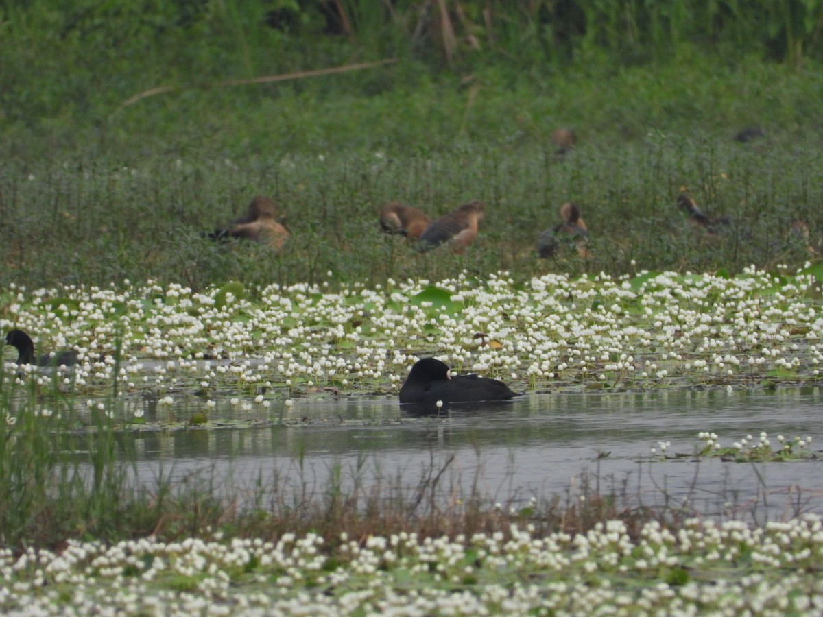 Eurasian Coot - ML615288180