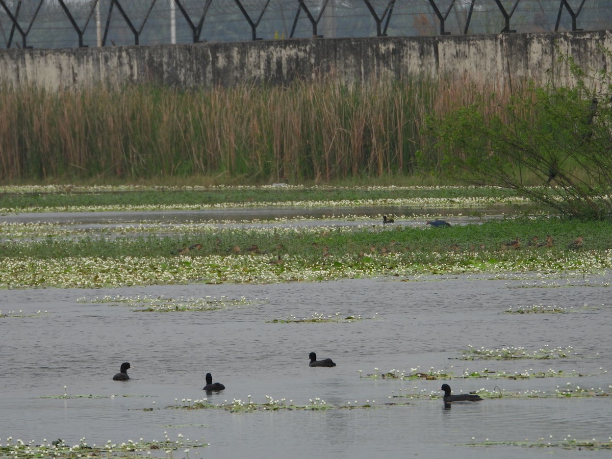 Eurasian Coot - ML615288182