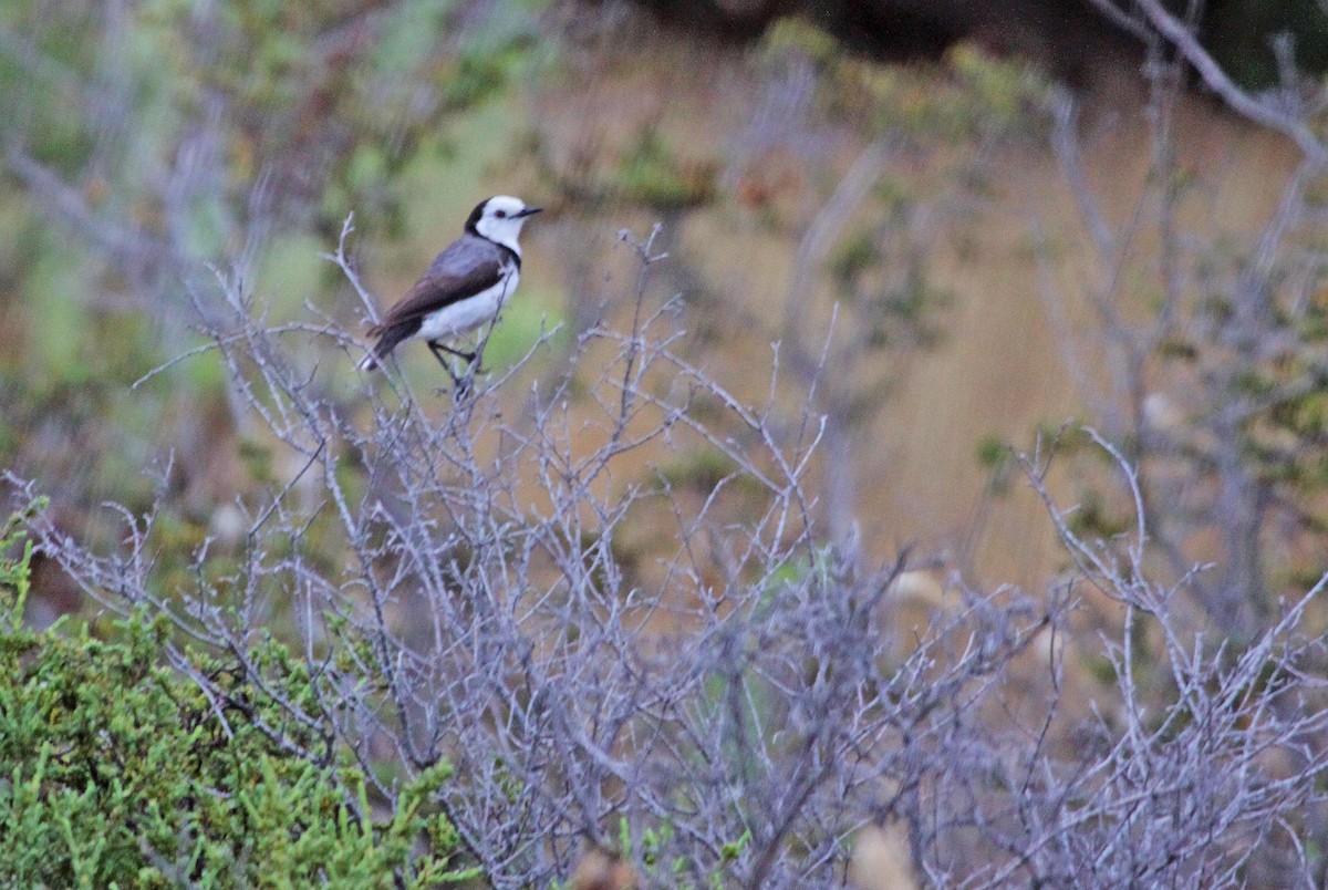 White-fronted Chat - Ricardo Santamaria