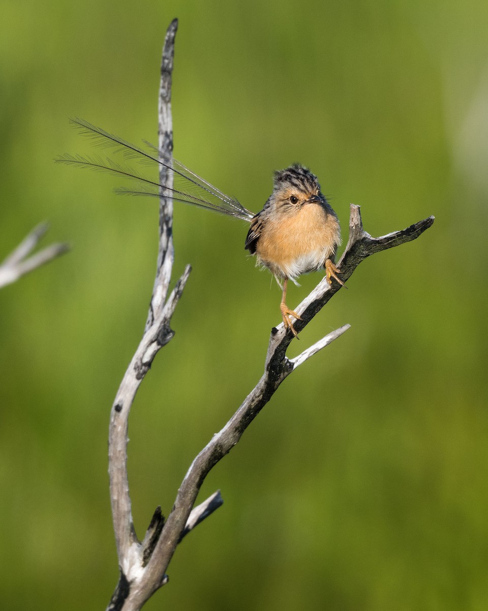 Southern Emuwren - ML615288236