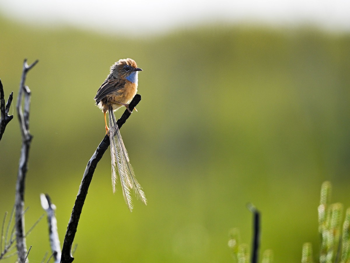 Southern Emuwren - ML615288237