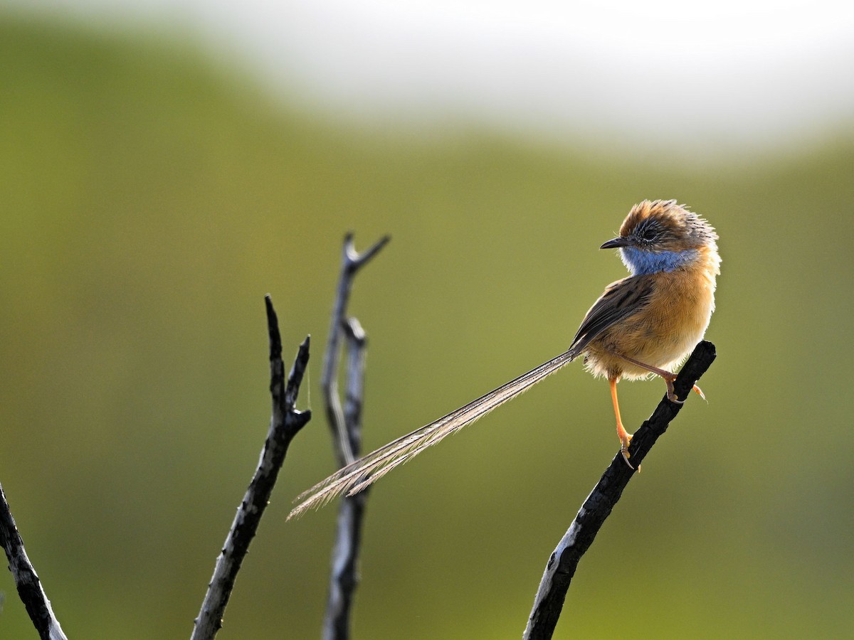 Southern Emuwren - ML615288238