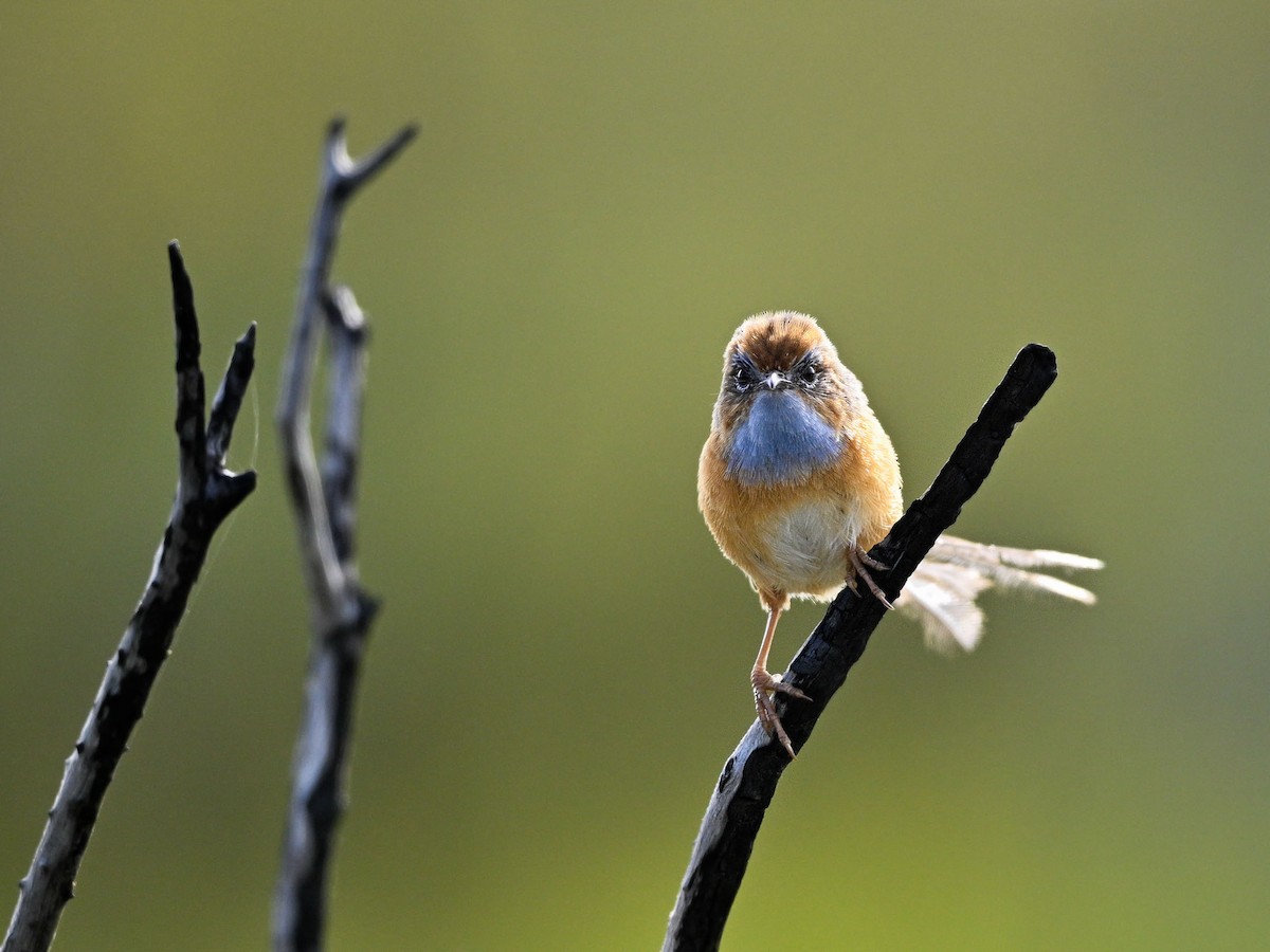 Southern Emuwren - ML615288239