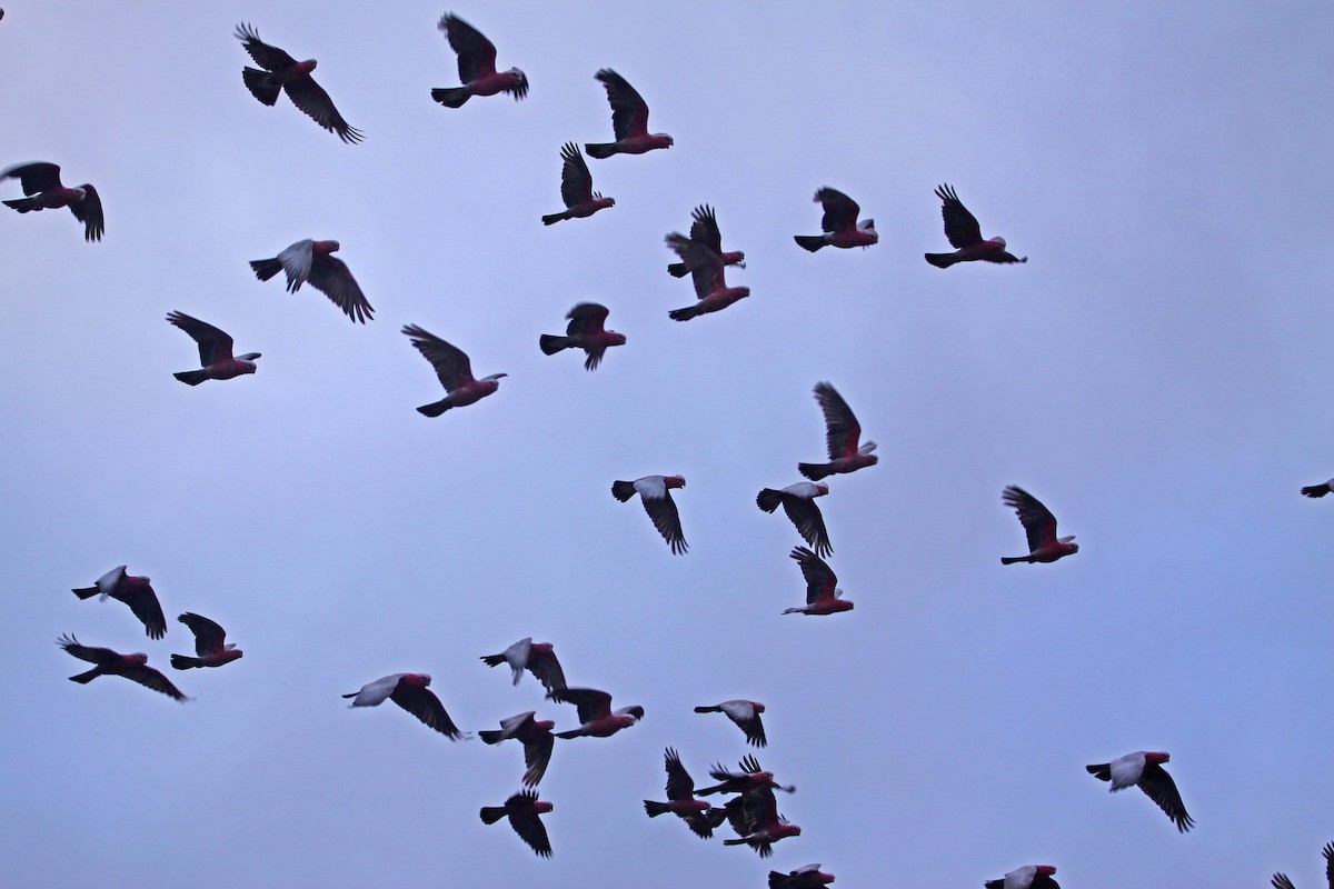 Cacatúa Galah - ML615288278