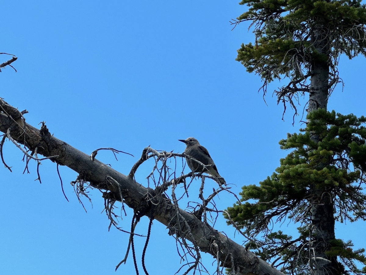 Clark's Nutcracker - ML615288280