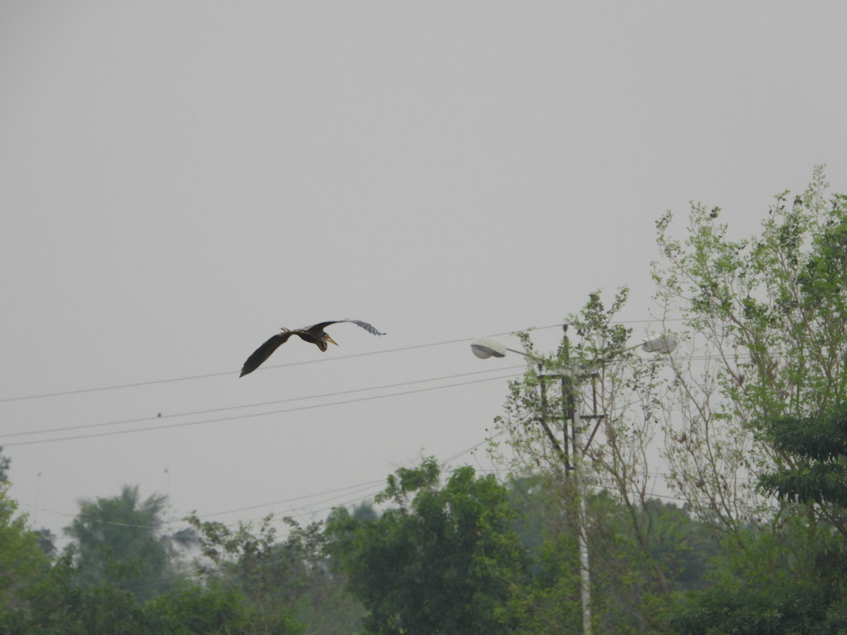 Purple Heron - ML615288286