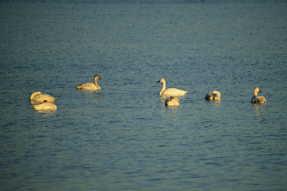 Tundra Swan - Cole Penning