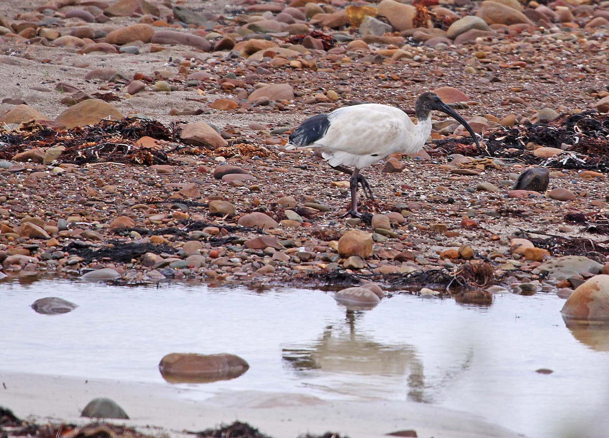 Australian Ibis - Ricardo Santamaria