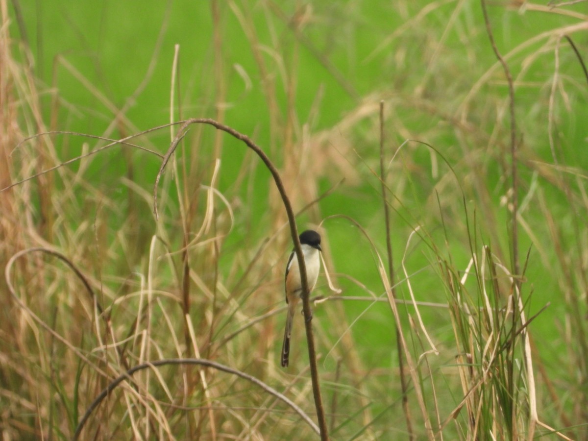 Long-tailed Shrike - ML615288317