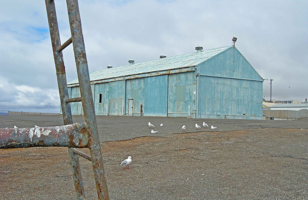 Silver Gull - ML615288402