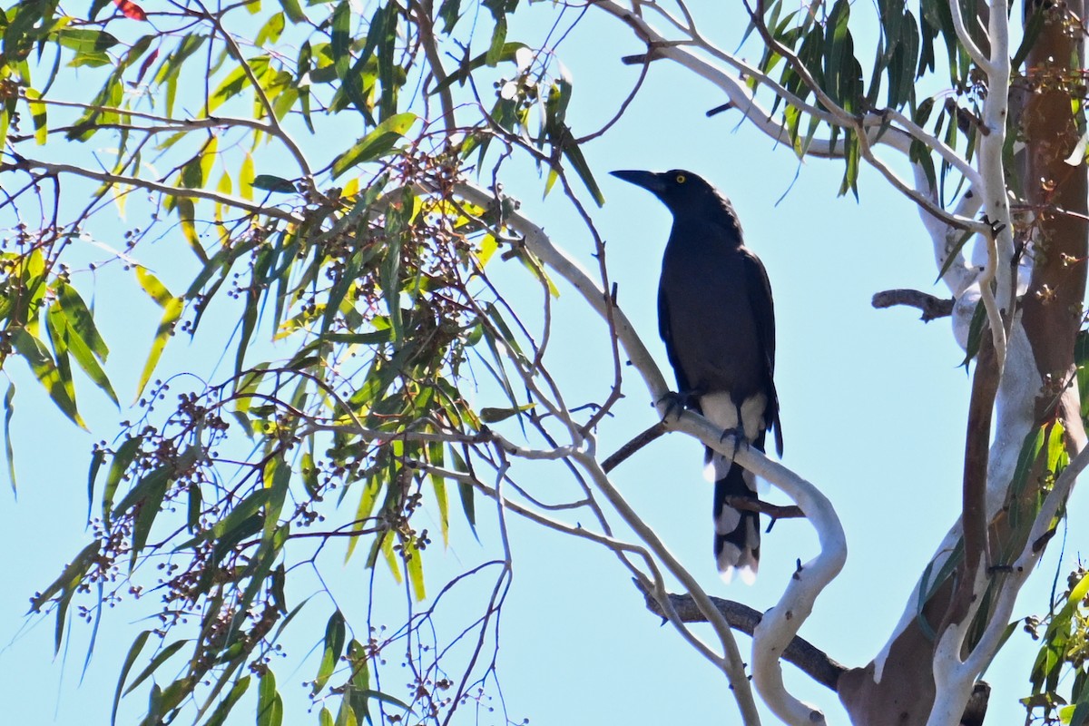 Gray Currawong - ML615288405