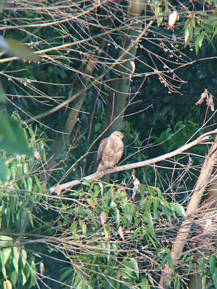 Mountain Buzzard - ML615288406