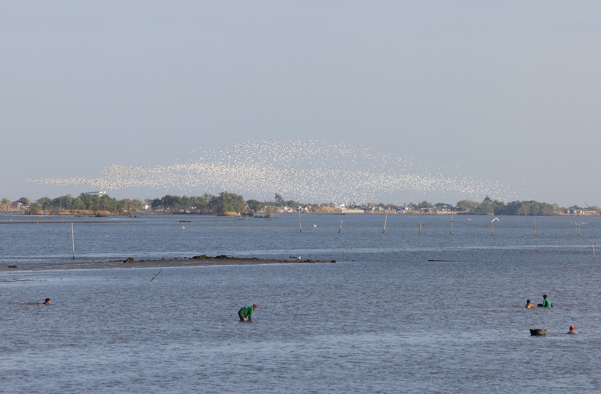 Gaviota Reidora - ML615288414