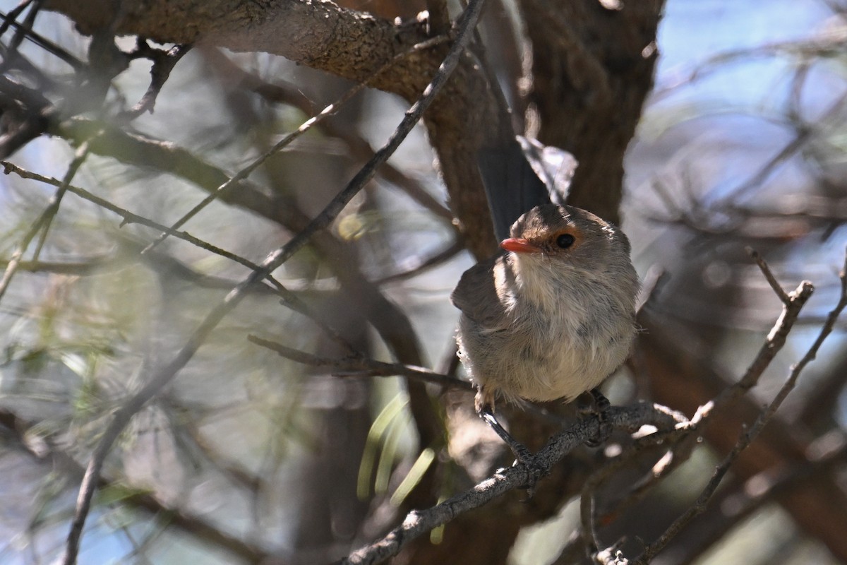 fairywren sp. - ML615288428