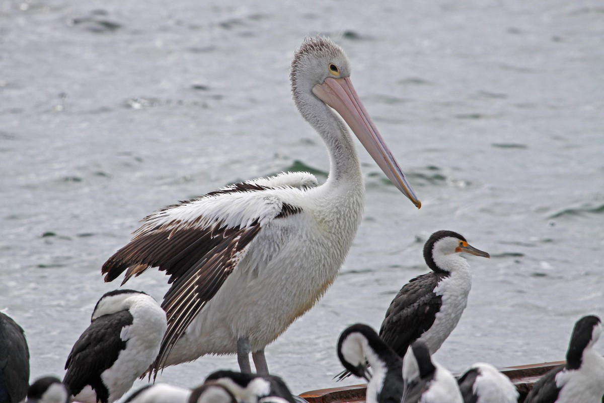 pelikán australský - ML615288436