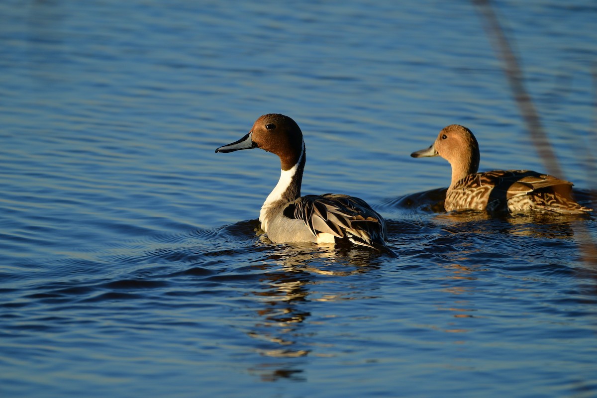 Northern Pintail - ML615288500