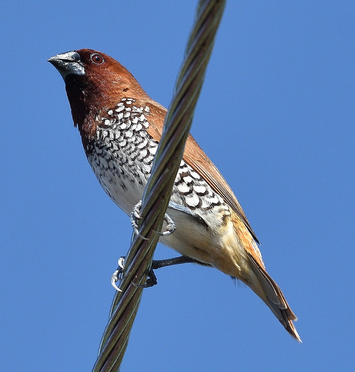 Scaly-breasted Munia - ML615288539