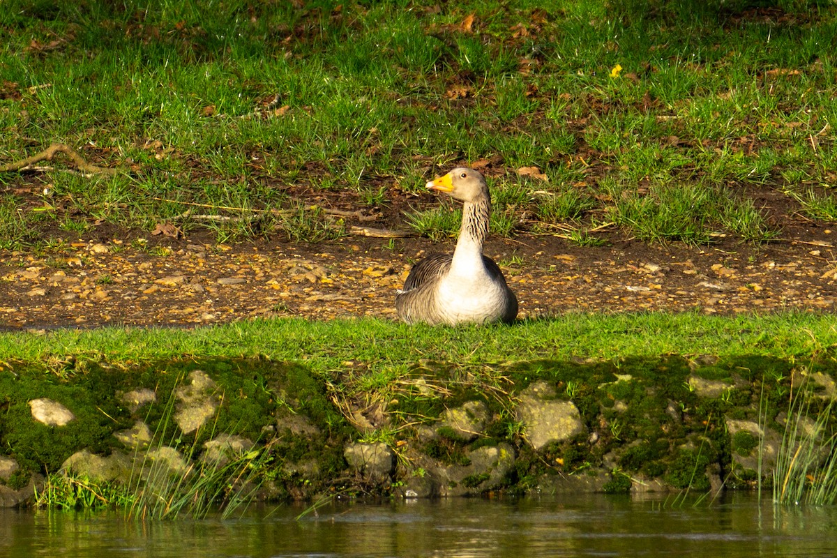 Бор галуу - ML615288578