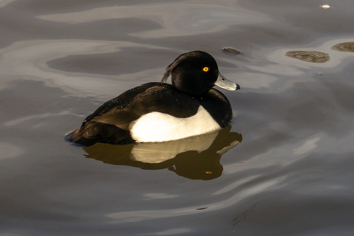 Tufted Duck - ML615288582