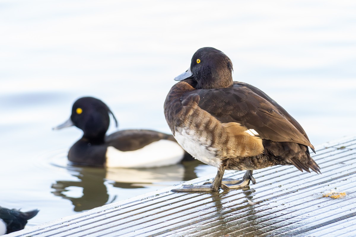 Tufted Duck - ML615288583