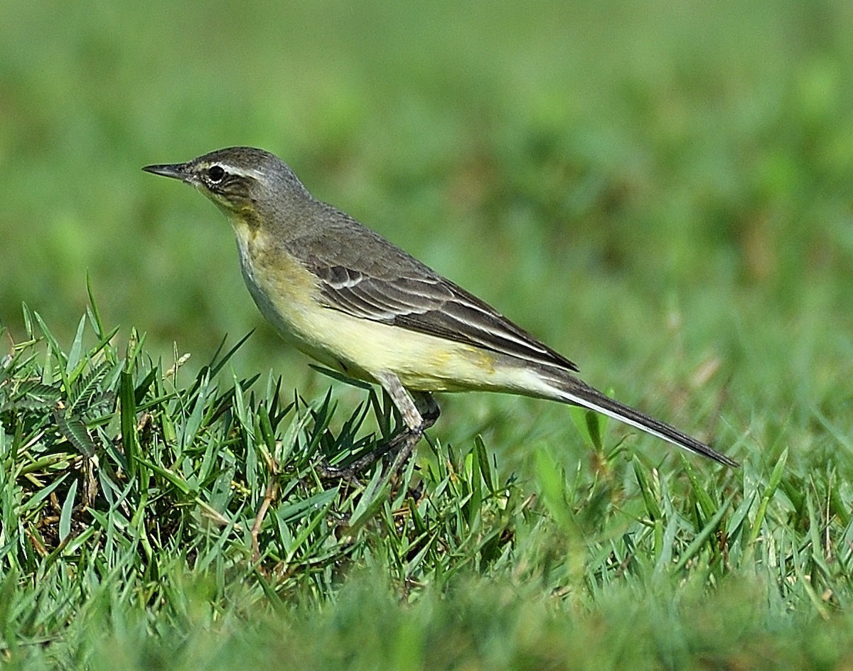 Western/Eastern Yellow Wagtail - ML615288584