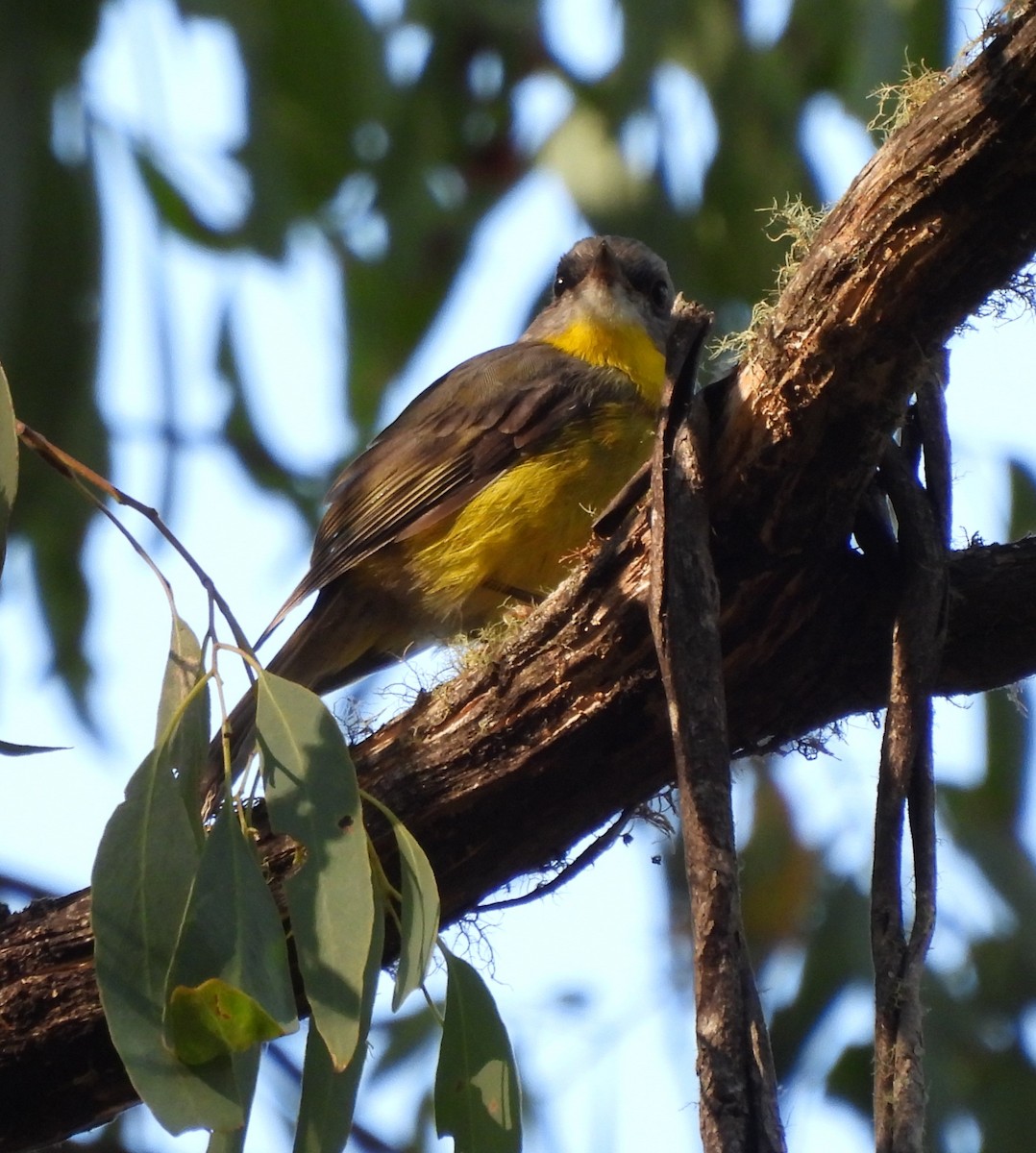 Eastern Yellow Robin - Bernadette Mullaney