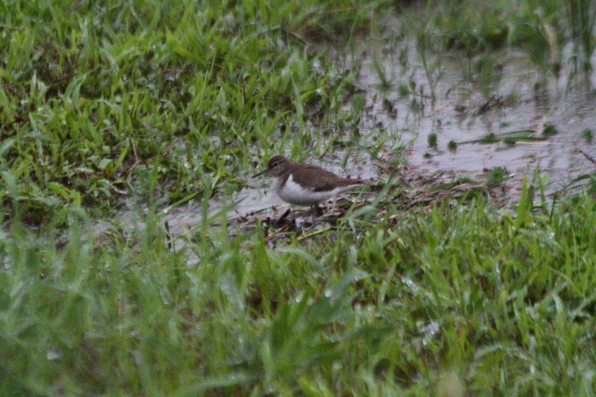 Common Sandpiper - Leo Chang