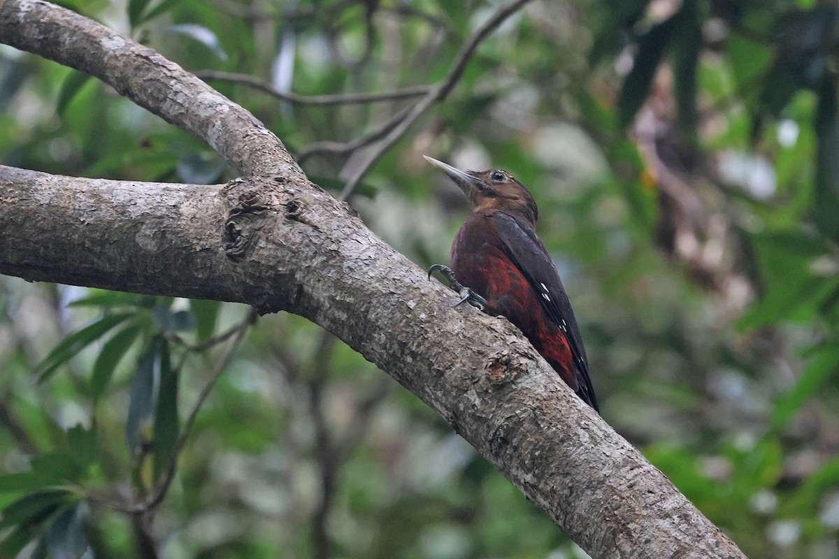 Okinawa Woodpecker - Charley Hesse TROPICAL BIRDING