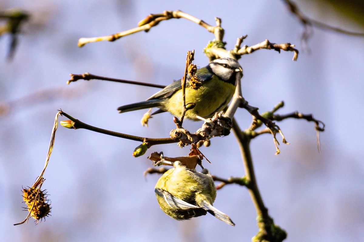 Өрнийн хөх бух - ML615288640